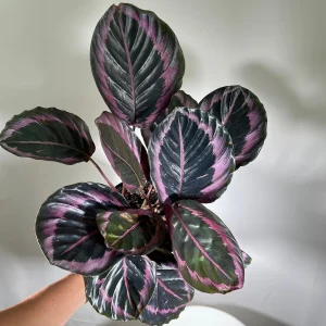 Calathea Roseopicta Dottie Live Plant 4 inch Pot - Rose Painted Calathea Indoor - Image 4