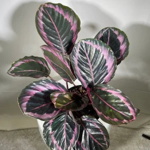 Calathea Roseopicta Dottie Live Plant 4 inch Pot - Rose Painted Calathea Indoor - Image 6