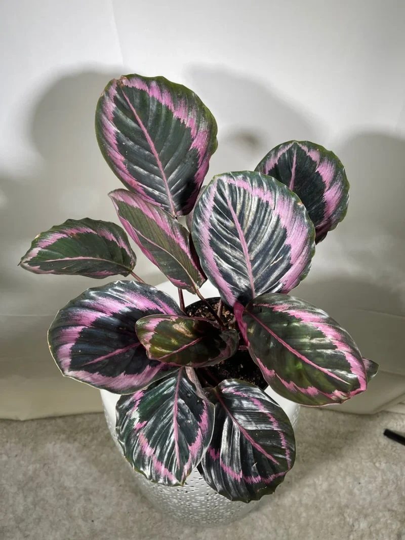 dracaena fragrans janet craig Dracaena Janet Craig For Sale, Including Free Care Guide