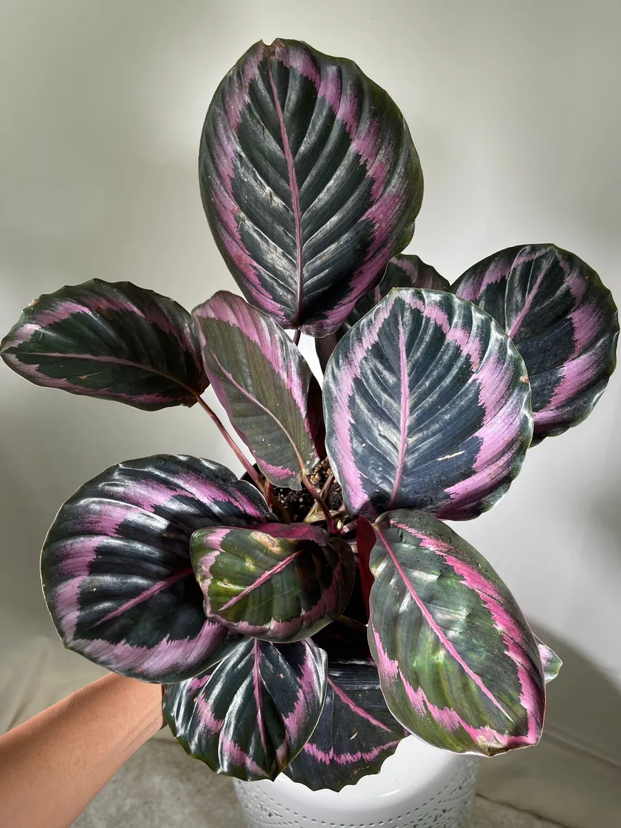 Calathea Roseopicta Dottie Live Plant 4 inch Pot - Rose Painted Calathea Indoor - Image 7