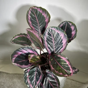 Calathea Roseopicta Dottie Live Plant 4 inch Pot - Rose Painted Calathea Indoor - Image 8