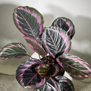 Calathea Roseopicta Dottie Live Plant 4 inch Pot - Rose Painted Calathea Indoor - Image 9