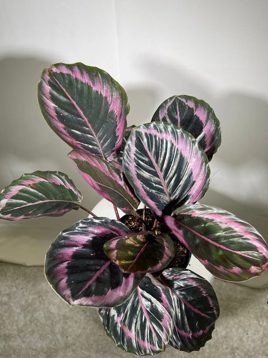 Calathea Roseopicta Dottie Live Plant 4 inch Pot - Rose Painted Calathea Indoor - Image 9