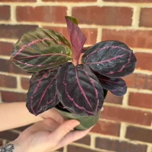 Calathea Roseopicta Dottie Live Plant – 4" Nursery Pot – Indoor Houseplant - Image 2
