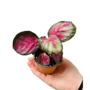 Calathea Rosy Live Plant - 2 inch Nursery Pot - Easy Care Indoor Houseplant - Image 3