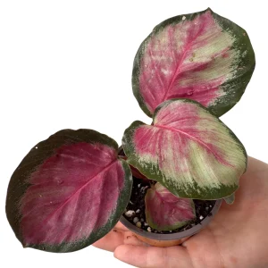 Calathea Rosy Live Plant - 2 inch Nursery Pot - Easy Care Indoor Houseplant - Image 6