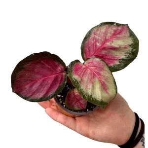Calathea Rosy Live Plant - 2 inch Nursery Pot - Easy Care Indoor Houseplant - Image 7