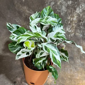 Calathea Stella Fusion White Live Plant – 6 inch Decorative Pot – Indoor Houseplant - Image 2