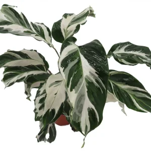 Calathea Stella Prayer Plant Live Plant – 4 inch Pot – Indoor Houseplant - Image 2