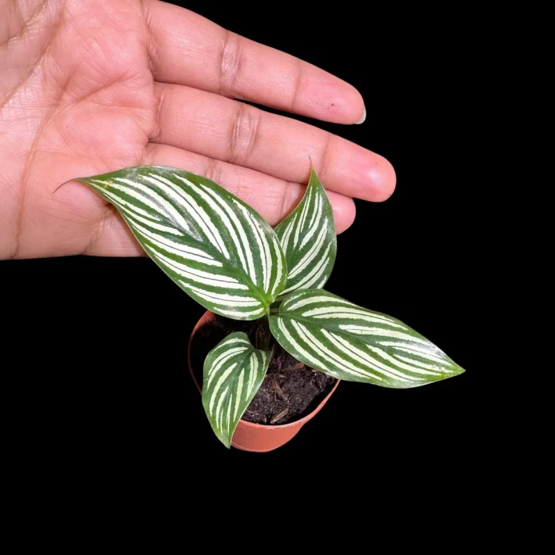Calathea Vittata Live Plant - 2 inch Pot - White Striped Houseplant