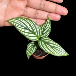 Calathea Vittata Live Plant 2 inch Pot - White Striped Houseplant - Pet Friendly - Image 1