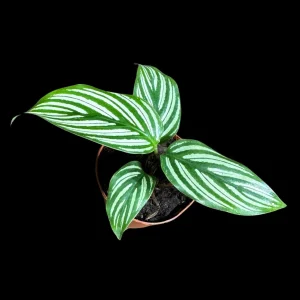 Calathea Vittata Live Plant 2 inch Pot - White Striped Houseplant - Pet Friendly - Image 4
