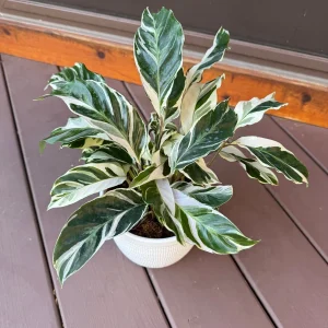 Calathea White Fusion Live Plant – 6 Inch Grow Pot – Variegated Houseplant Indoor - Image 3