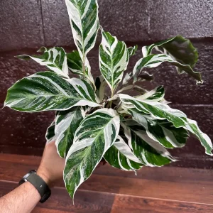 Calathea White Fusion Live Plant 6 inch Nursery Pot - Variegated Indoor - Image 3