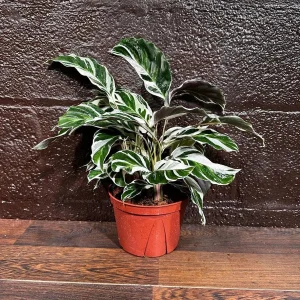 Calathea White Fusion Live Plant 6 inch Nursery Pot - Variegated Indoor - Image 1