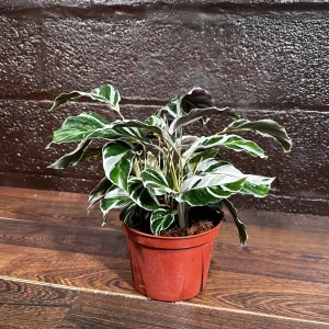 Calathea White Fusion Live Plant 6 inch Nursery Pot - Variegated Indoor - Image 4