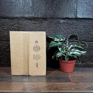 Calathea White Fusion Live Plant 6 inch Nursery Pot - Variegated Indoor - Image 7