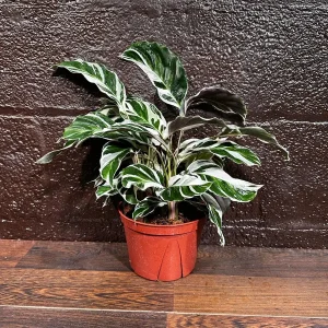 Calathea White Fusion Live Plant 6 inch Nursery Pot - Variegated Indoor - Image 8