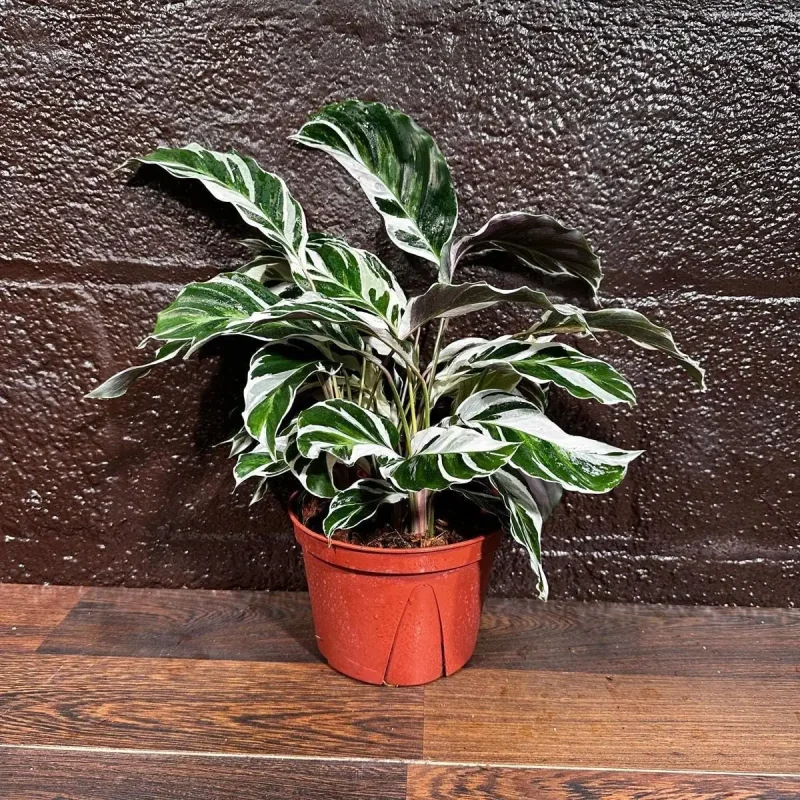 Calathea White Fusion Live Plant - 6 inch Nursery Pot