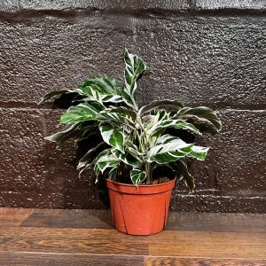 Calathea White Fusion Live Plant 6 inch Nursery Pot - Variegated Indoor - Image 9