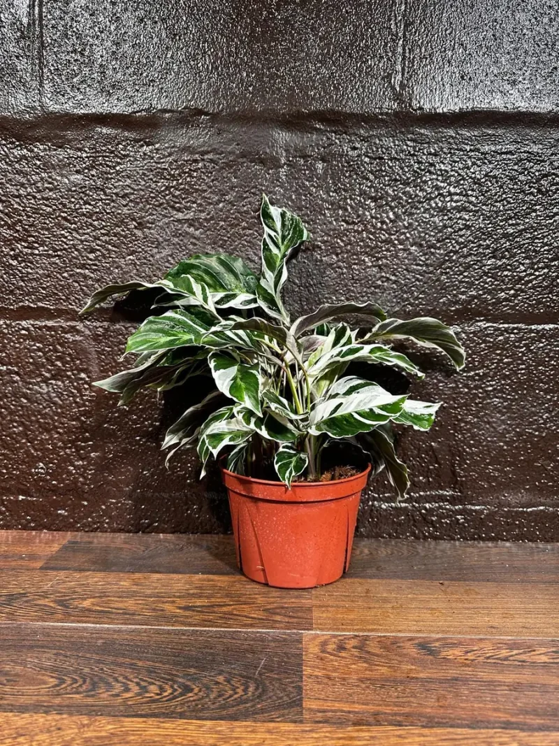 living plant calathea Calathea Plant in White Ceramic Planter, 6