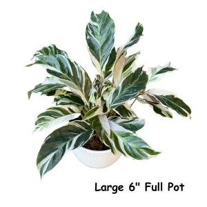 Calathea White Fusion Live Plant – Variegated Houseplant – 6 inch Nursery Pot - Image 2