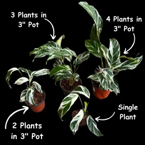 Calathea White Fusion Live Plant – Variegated Houseplant – 6 inch Nursery Pot - Image 3