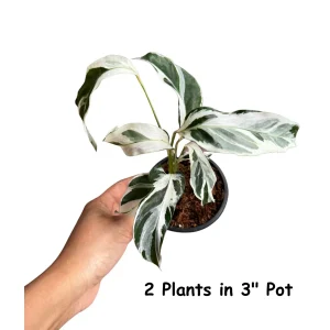 Calathea White Fusion Live Plant – Variegated Houseplant – 6 inch Nursery Pot - Image 4