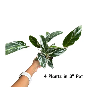 Calathea White Fusion Live Plant – Variegated Houseplant – 6 inch Nursery Pot - Image 7