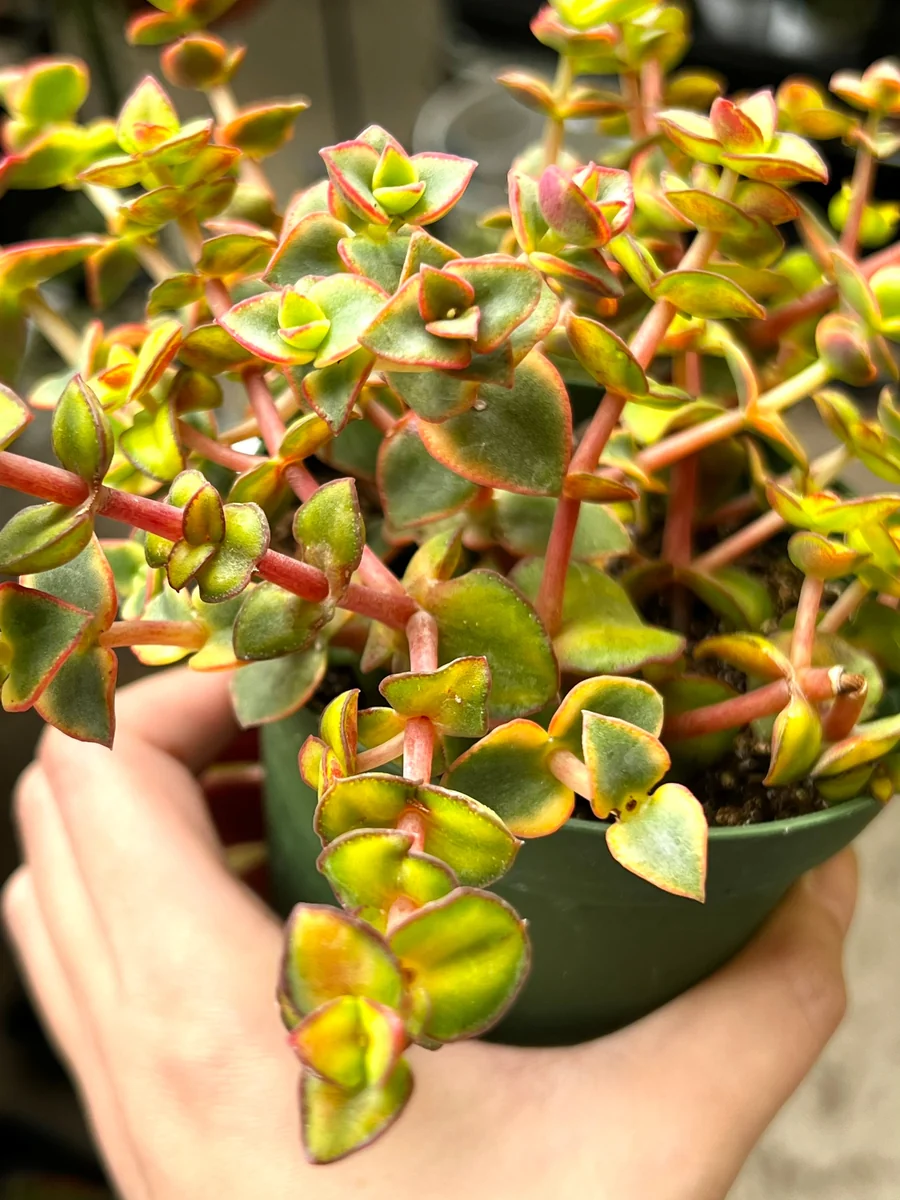 Calico Kitten Crassula Live Plant – Variegated Succulent – 2 inch or 4 inch pot – Indoor - Image 2