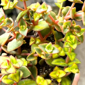 Calico Kitten Crassula Live Plant – Variegated Succulent – 2 inch or 4 inch pot – Indoor - Image 3