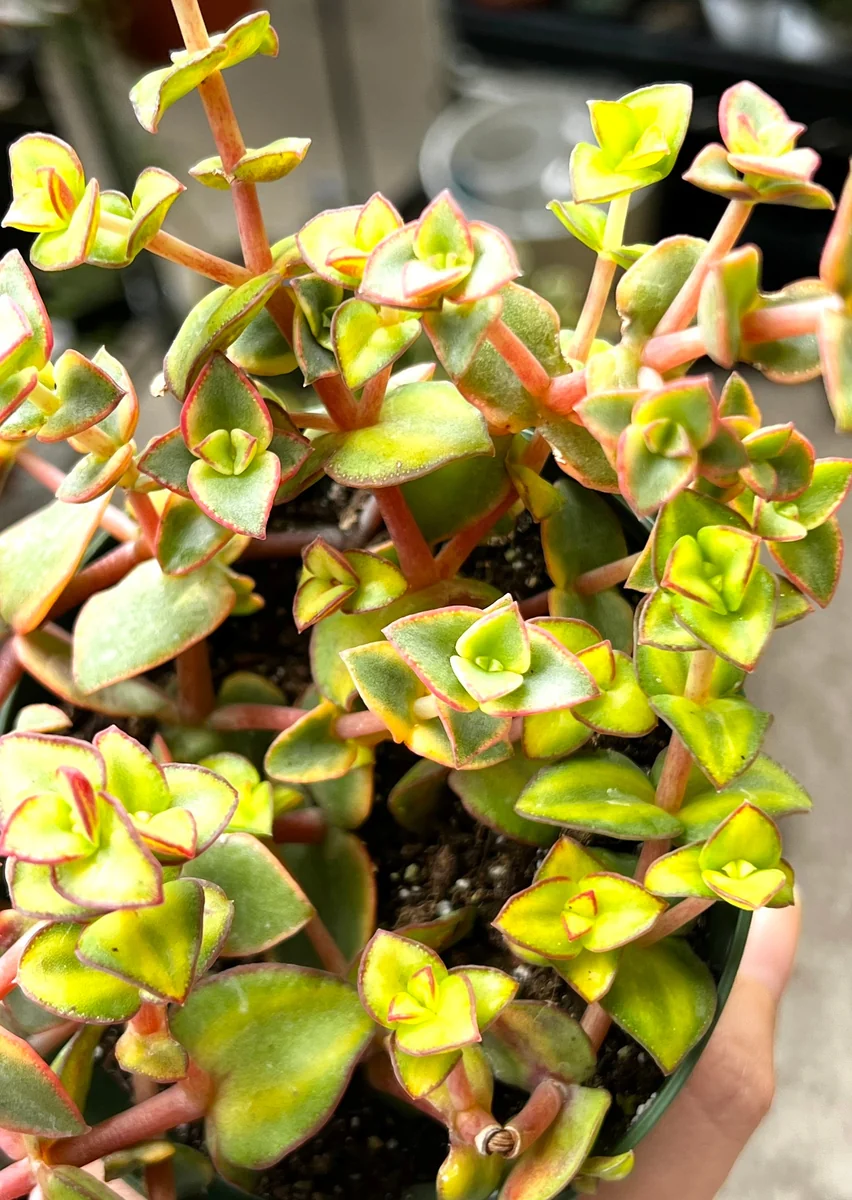 Calico Kitten Crassula Live Plant – Variegated Succulent – 2 inch or 4 inch pot – Indoor - Image 3