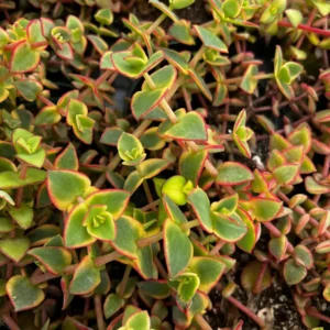 Calico Kitten Crassula Live Plant – Variegated Succulent – 2 inch or 4 inch pot – Indoor - Image 1