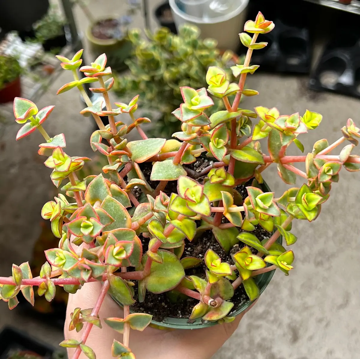 Calico Kitten Crassula Live Plant – Variegated Succulent – 2 inch or 4 inch pot – Indoor - Image 4
