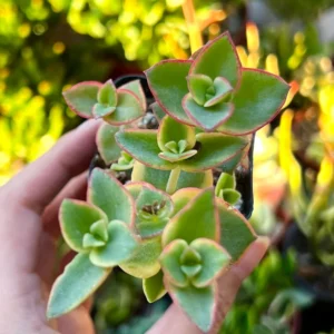 Calico Kitten Crassula Live Plant – Variegated Succulent – 2 inch or 4 inch pot – Indoor - Image 5
