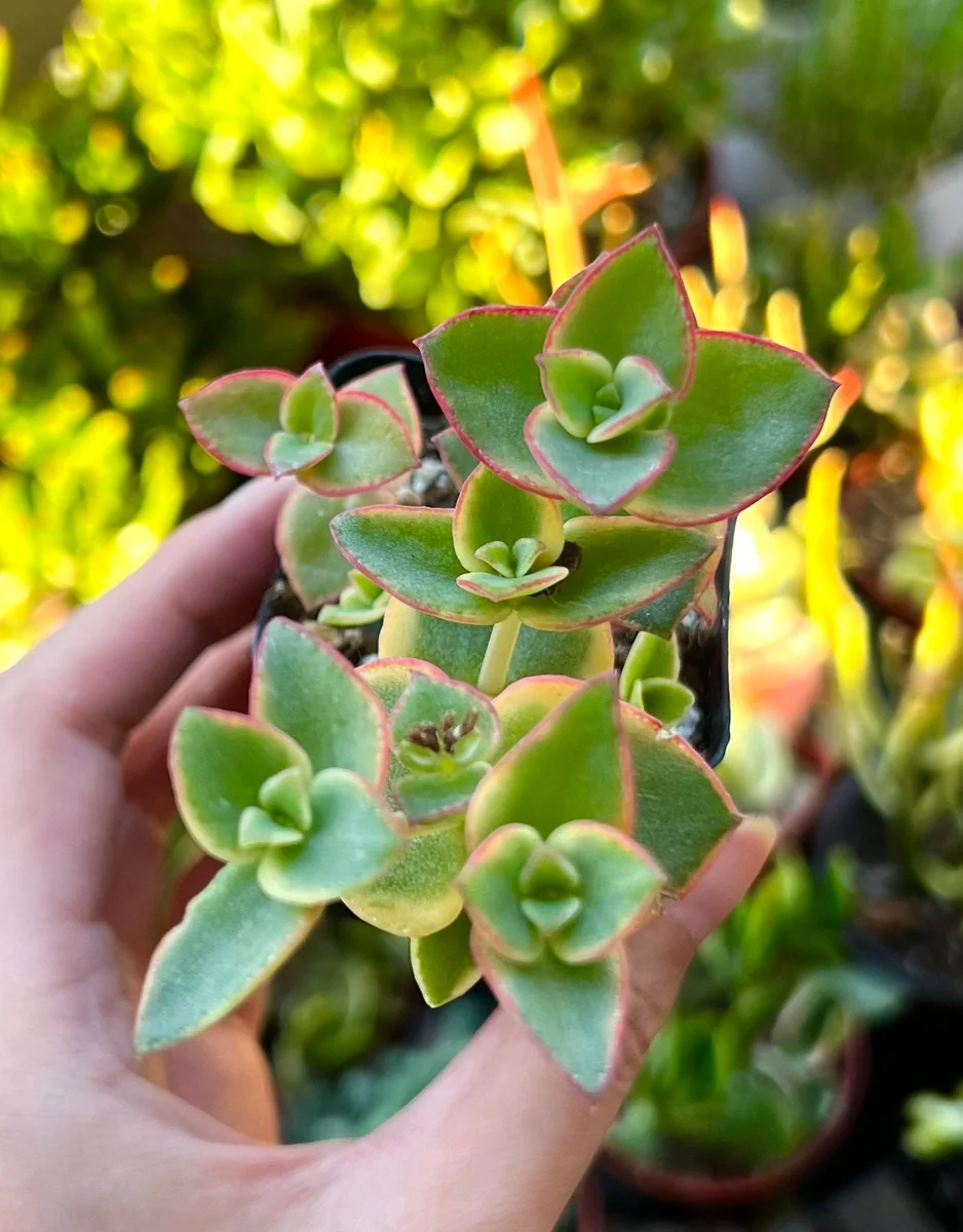 Calico Kitten Crassula Live Plant – Variegated Succulent – 2 inch or 4 inch pot – Indoor - Image 5