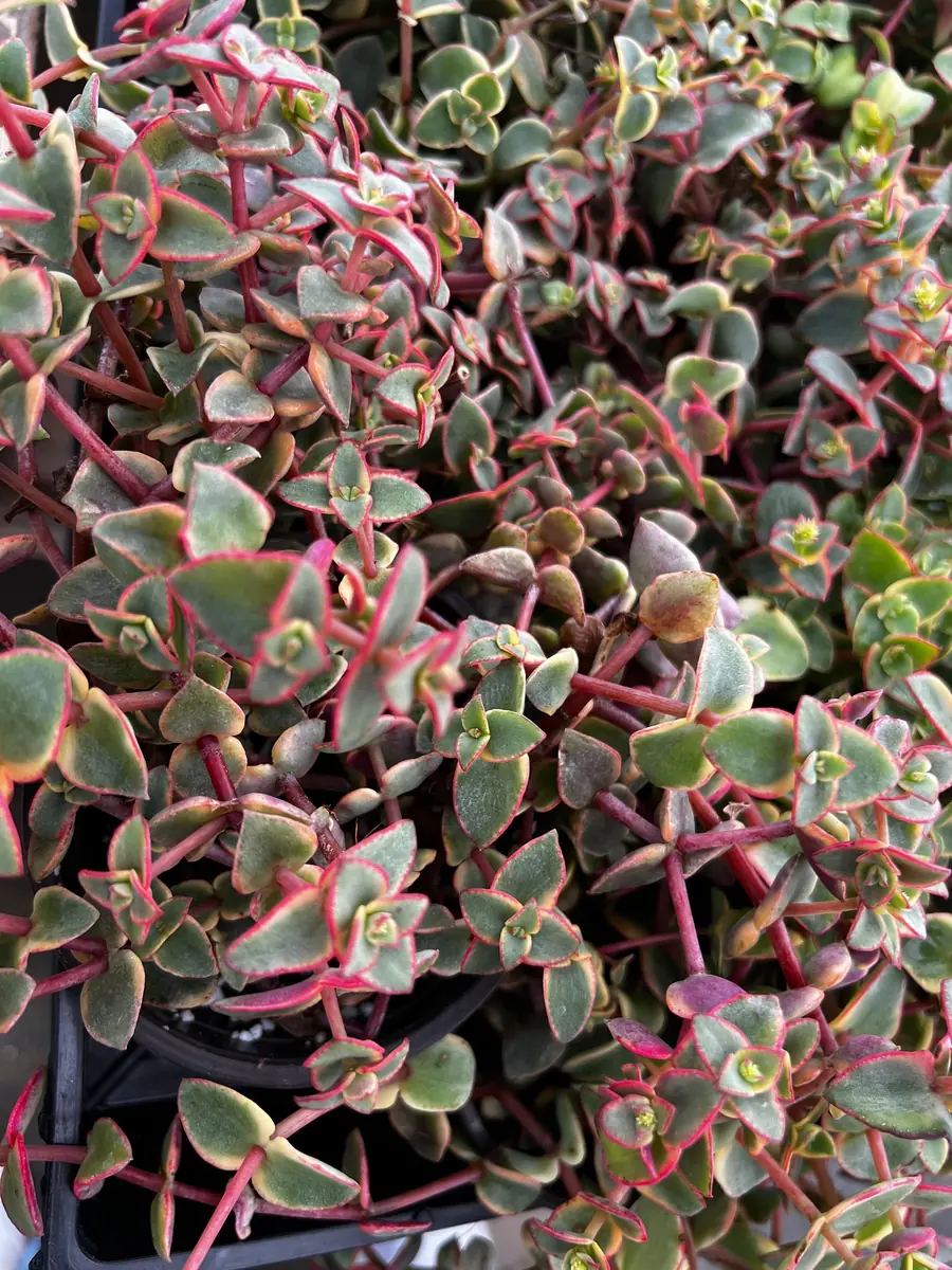 Calico Kitten Crassula Live Plant – Variegated Succulent – 2 inch or 4 inch pot – Indoor - Image 6