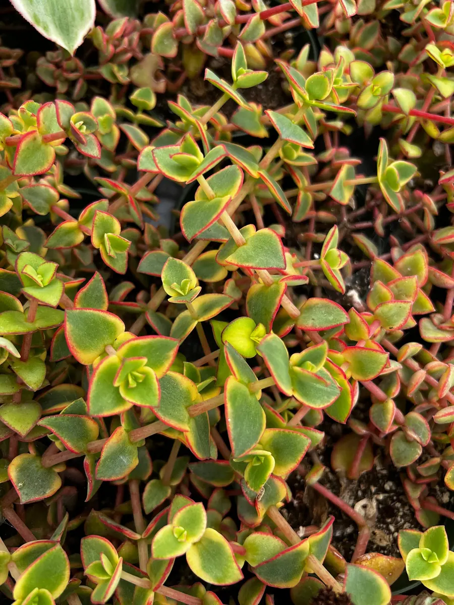 Calico Kitten Crassula Live Plant – Variegated Succulent – 2 inch or 4 inch pot – Indoor - Image 1
