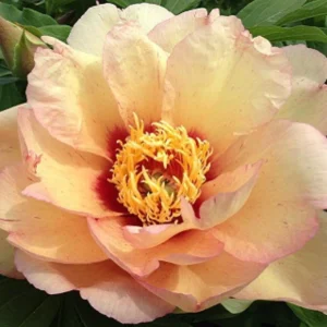 Callie's Memory Itoh Peony Bareroot – Hybrid Peony Plant – Outdoor - Image 1