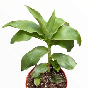 Callisia fragrans 'Basket Plant' Succulent Live Plant - Easy Care Houseplant - Image 2