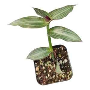 Callisia Gentlei Elegans "Puppy Ears" Succulent Live Plant - Indoor Houseplant - Image 1