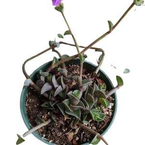 Callisia navicularis 'Chain Plant' Live Succulent - Easy Care Houseplant - Image 2