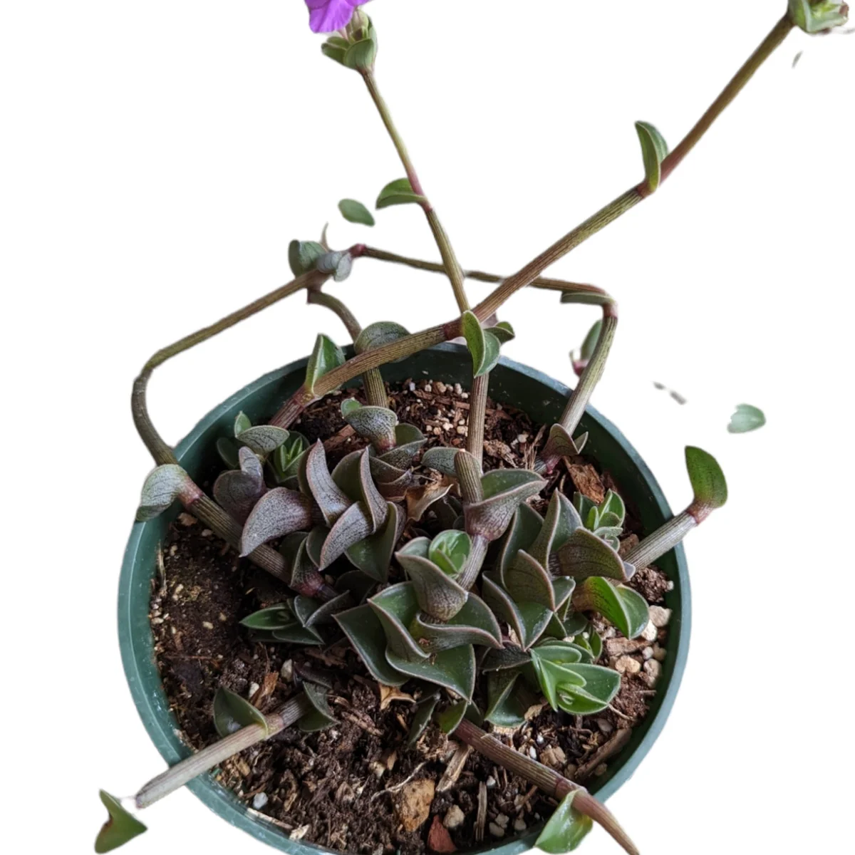 Callisia navicularis 'Chain Plant' Live Succulent - Easy Care Houseplant - Image 2