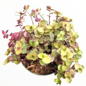 Callisia Repens Golden Live Plant – Miniature Wandering Dude Succulent - Image 2