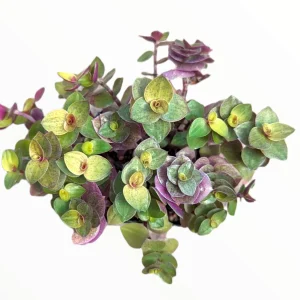 Callisia Repens Golden Live Plant – Miniature Wandering Dude Succulent - Image 7