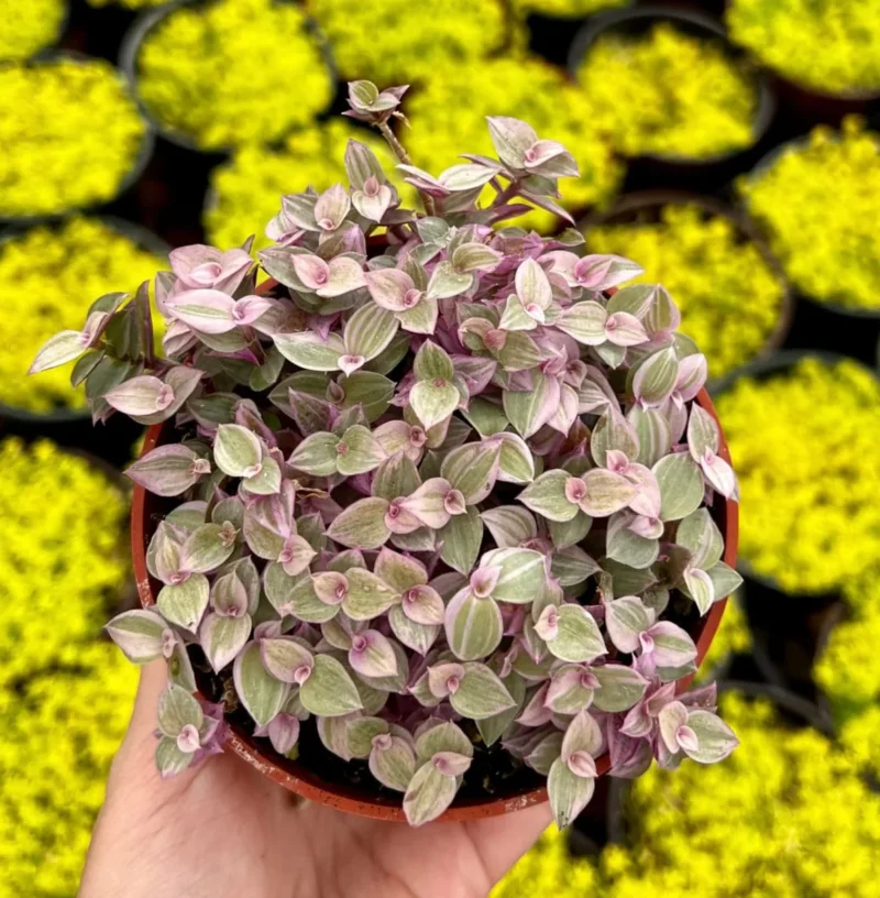 columbine seeds planting Aquilegia Mix Seed