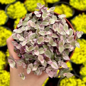 Callisia Repens Pink Lady Live Plant - 4 inch Potted Pink Panther Trailing Succulent - Image 3