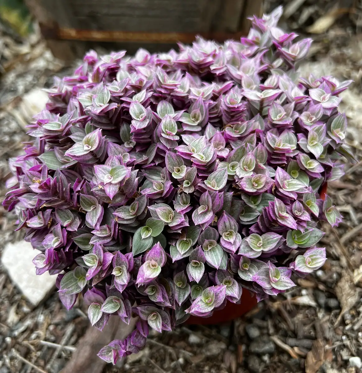 Callisia Repens Pink Lady Live Plant - Creeping Inch Plant - 2, 4, 6 inch pot - Indoor/Outdoor - Image 2