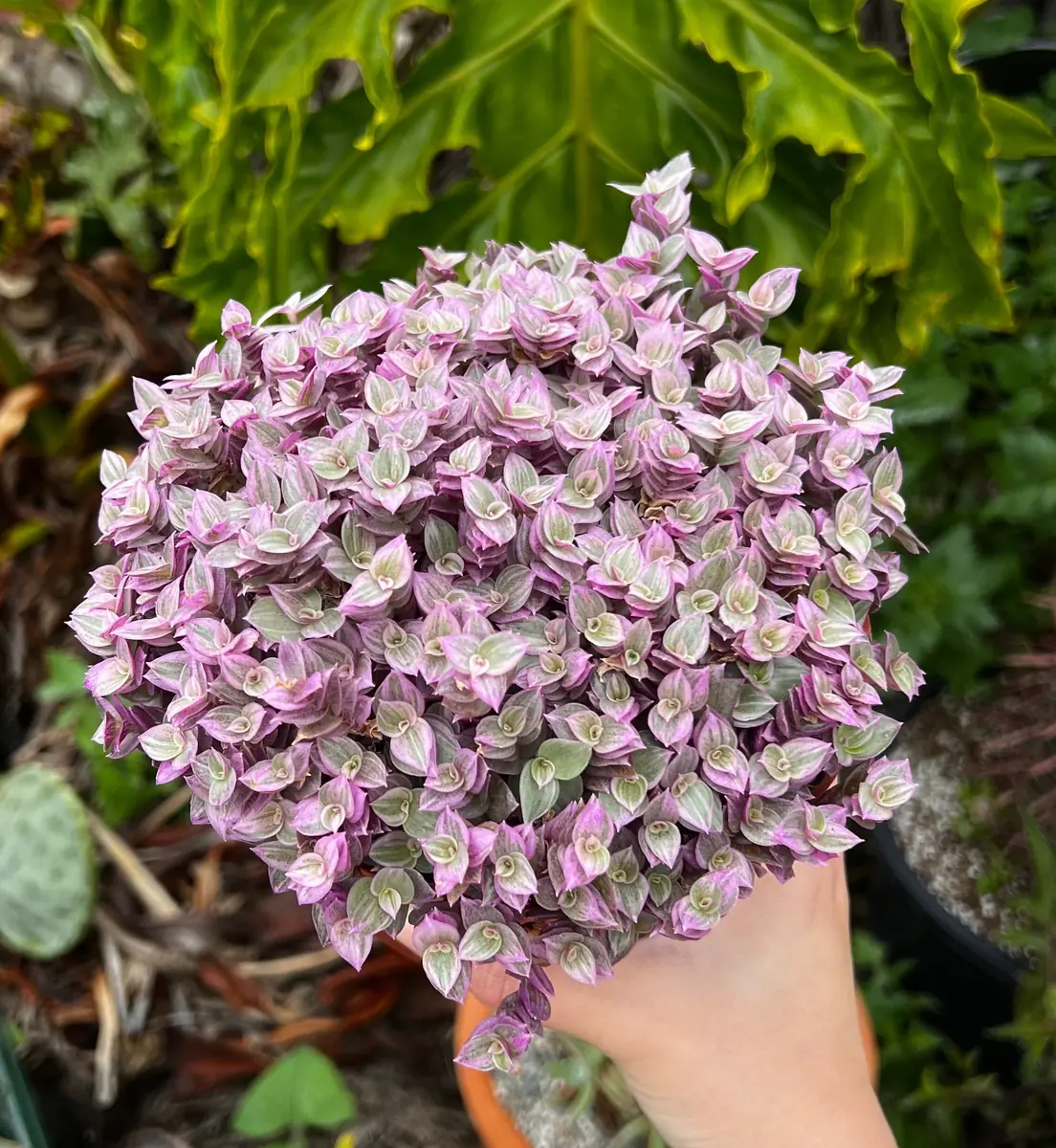 Callisia Repens Pink Lady Live Plant - Creeping Inch Plant - 2, 4, 6 inch pot - Indoor/Outdoor - Image 1