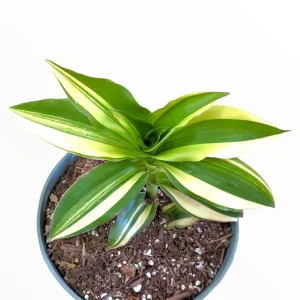 Callisia Soconuscensis Variegata Live Succulent Houseplant – Easy Care Indoor Plant - Image 4